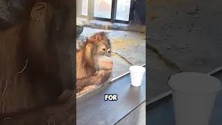 Incredible Magic Trick for an Orangutan [upl. by Sirod]