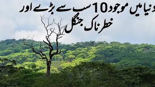 10 Largest Forests in the World [upl. by Siravaj54]