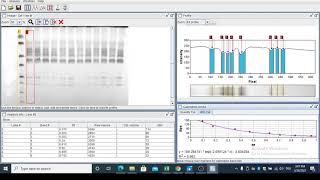 SDSPAGE Quantification Simple way Gel analyzer [upl. by Guendolen]