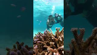 🤿Scuba Diving🤿 scubadiving scuba agatti lakshadweep diavlogstamil underwater [upl. by Halik]