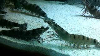 The giant tiger prawns  Penaeus monodon [upl. by Felisha]