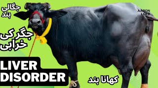 liver disorder  jandace  anorexia جگرکی خرابی  جگالی بند [upl. by Bouchier]