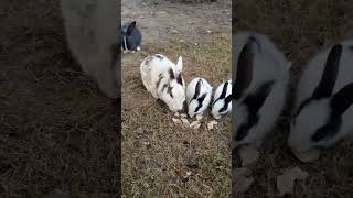 my cute rabbits eating and fighting video shortsfeed shorts youtubeshorts rabbit pets animals [upl. by Attenev]