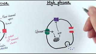 A2 Biology  Control of insulin secretion OCR A Chapter 143 [upl. by Namas]