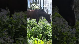 Equitazione e Maneggio LImportanza del Tempo in Natura per il Cavallo🐴 [upl. by Aneekan803]