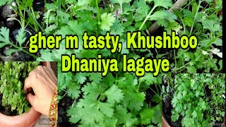 Ghar mein Khushboodar Dhaniya aasani se ugaye How to grow coriander easily at home by seeds [upl. by Berti]