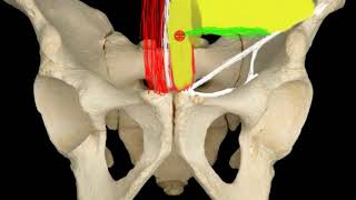 REGION INGUINAL PARTE 2 [upl. by Oiluarb]