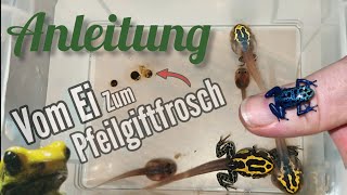 Pfeilgiftfroschzucht Anleitung Vom Ei zum Pfeilgiftfrosch [upl. by Murvyn831]