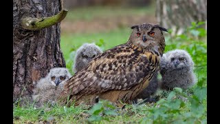 The Return of the Eagle Owl Bubo bubo  BBC Natural World [upl. by Cele]