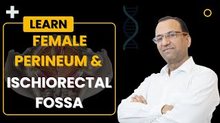 Female Perineum amp Ischiorectal Fossa Hinglish  Dr Rajesh Kaushal  104 [upl. by Doxia]