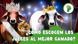 ¿Cómo Escogen los Jueces al Mejor Ganado [upl. by Kery730]