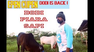 Epen Cupen DODI IS BACK   DODI PIARA SAPI [upl. by Adnilak]