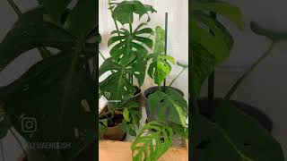 Happy Monstera Monday monsteramonday monstera planttour [upl. by Fonsie114]