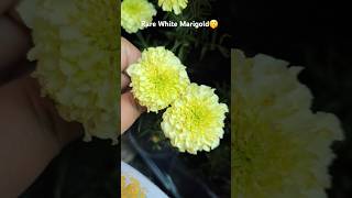 🤍💛Uncommon elegance the rare white marigold 🌸 rare whitemarigold flowers garden marigold diy [upl. by Eeliah]