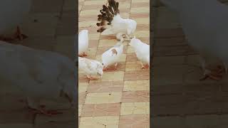 PIGEONS song dance pigeon explore viralvideo sorts kabutar kabootarandakaisedetehain [upl. by Eetsud25]