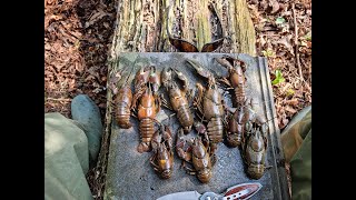 Crayfish Catch n Cook First of 2022 and my first MONSTER CRAYFISH of the year [upl. by Meid162]