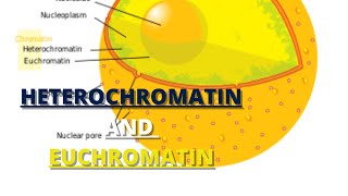 heterochromatin and euchromatin [upl. by Bow]