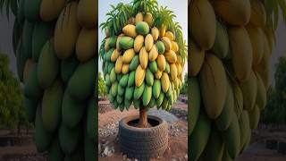 Harvesting more mangoes With New mango tree planting Methods satisfying garden farming [upl. by Lleira]