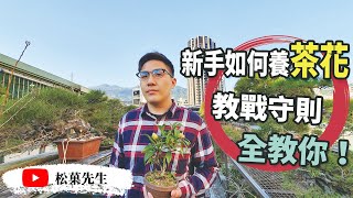 盆栽教學  新手如何照料茶花？教戰守則全教你！【松菓先生】 [upl. by Farrow]