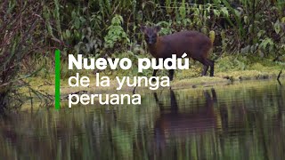 El descubrimiento del misterioso pudú de la yunga peruana [upl. by Elesig851]