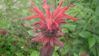 How to Grow Bee Balm [upl. by Aitnom]