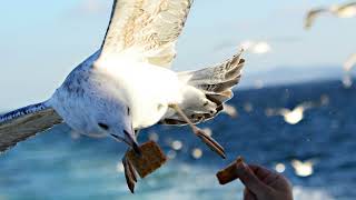 Beautiful Seagull Calls  Seagull Warning Call Sound Effect [upl. by Wye636]