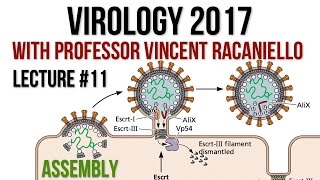 Virology Lectures 2017 11 Assembly [upl. by Eastlake703]