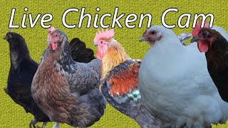 Live Chicken Cam wwwyoutubecommrbrickki5zdlive [upl. by Nessnaj29]