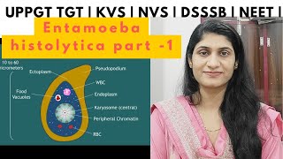 Entamoeba histolytica  Protozoa  Animal kingdom  UPPGT TGT biology  DSSSB  KVS  NVS  NEET [upl. by Wallford595]