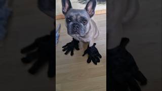 Ein nasser Lappen frenchie frechbulldog funnydog bulldog pets frenchbulldoglove funnyanimal [upl. by Lednyc678]