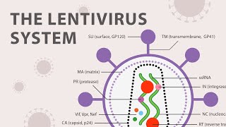 The Basics of the Recombinant Lentivirus System [upl. by Evanthe108]