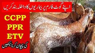 Goat Farm Say Bimariyon ka Khatma  CCPP  PPR  ETV Ki Pehchan [upl. by Reames]