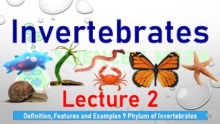 Invertebrates l Definition examples and features of 9 phylum of invertebrates l Lecture 2 Part 1 [upl. by Inalaek]