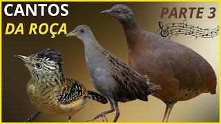 25 Cantos De Aves Que quotTRAZEM RECORDAÇÕES e SAUDADESquot Da ROÇA  Parte 3 [upl. by Leisam]