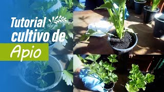 🥬 Tutorial Cultivo de Apio desde SEMILLA 🥬 Huerta en casa 🏠 [upl. by Anselm]