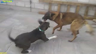 Esto pasó cuando un Pastor belga desafío a ún gran Pitbull terrier [upl. by Maffei]