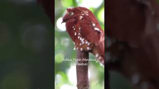 Species of Potoo  Part 2 potoo wildlife shorts [upl. by Anicul]