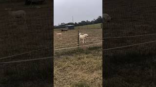 Great Pyrenees protecting us from Deer [upl. by Ekenna]