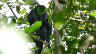 Bugiopreto Alouatta caraya vocalizando [upl. by Alleciram212]