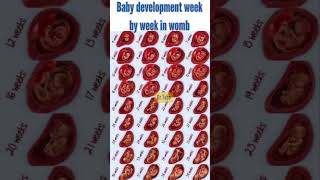 quotWomb Diary Babys Development Week by Weekquot Babys Growth Week growth babyweekly yt [upl. by Nnawtna]