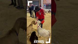 Meet the animals up close at the San Antonio Stock Show amp Rodeo [upl. by Casady]