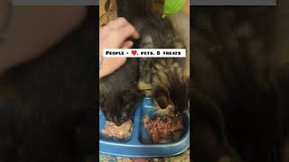 How to socialize feral kittens fosteringsaveslives adopt kitten fosterlove animalrescue [upl. by Kandy]