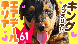 ❤️人気61位【エアデール・テリアってどんな犬？】子犬の価格や性格、寿命、飼いやすさは？ カワイイ動画でチェック！ [upl. by Grange]