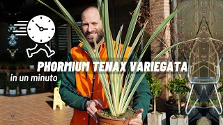 Come si coltiva il Phormium Tenax e il Phormium Tenax Atropuroureum in un minuto [upl. by Farland]