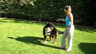 Berni pásztor gyakorlatok 1  Bernese Mountain Dog Practice Part 1 [upl. by Kenzie]