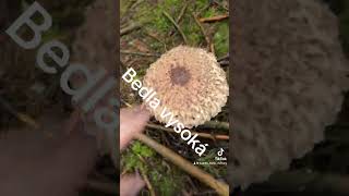 Bedla vysoká survival survivaltraining mushroom survivalskills wildfood [upl. by Kcinemod738]