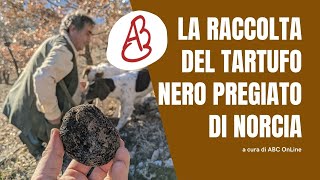 Dove si trova il Tartufo Nero Pregiato di Norcia informazioni sulla raccolta [upl. by Yrelle]