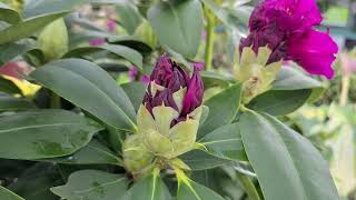 Rhododendron Polarnacht  RICH DEEP Dark Color on a sturdy Easy to Grow Evergreen Shrub [upl. by Alliehs]