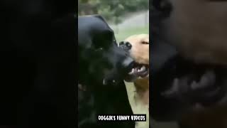 You Laugh You Lose 😍 Funniest Animals 2024🐶 [upl. by Durwood395]