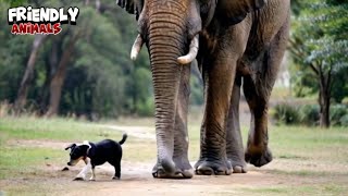 Cute Dog With an Elephant and Other Cute Animals Together [upl. by Ziul778]